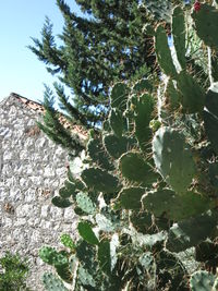 Low angle view of plants