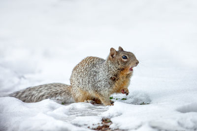 Close-up of squirrel on snow covered land