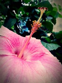 Close-up of pink hibiscus flower