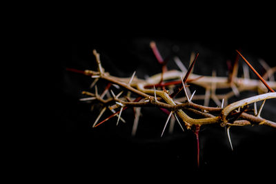 Crown of thorns and nails symbols of the christian crucifixion in easter