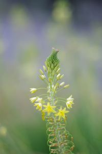 Close-up of yellow butterfly on plant