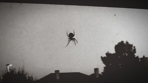 Low angle view of insect against sky