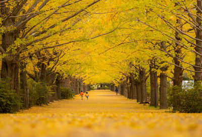 People amidst trees in park during autumn