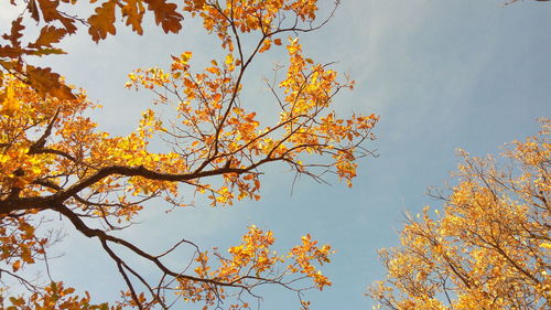 Low angle view of autumnal trees against sky