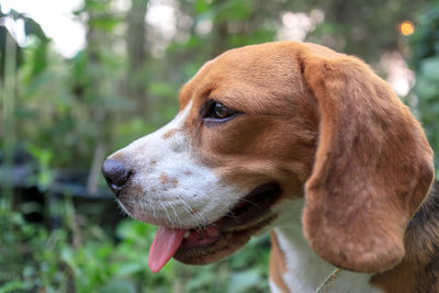 Close-up of dog looking away