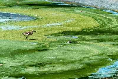 View of birds in lake