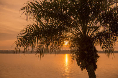 Silhouette palm tree by sea against sky during sunset