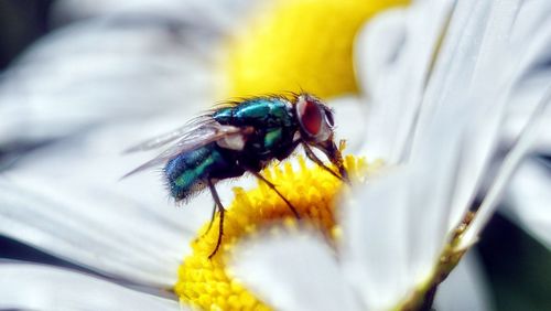 Close-up of bee pollinating on yellow flower