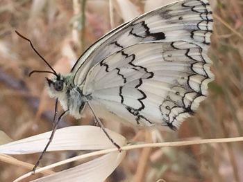 Close-up of butterfly on flower