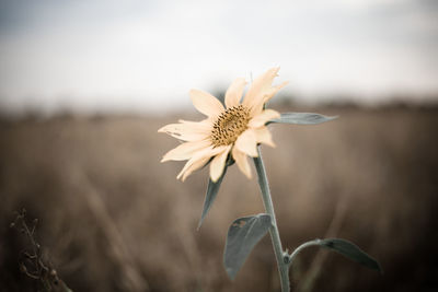 Close-up of wilted flower against blurred background