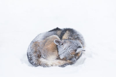 View of a turtle on snow