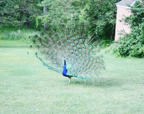 bird, animal themes, animals in the wild, one animal, wildlife, grass, flying, water, spread wings, green color, nature, peacock, full length, tree, beauty in nature, mid-air, motion, field, plant, outdoors