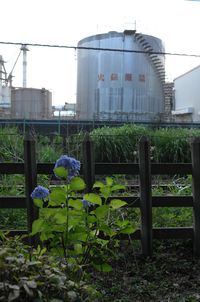 Plants growing in greenhouse against sky