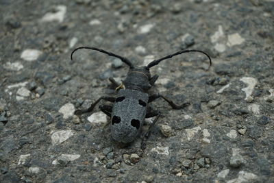High angle view of insect on rock