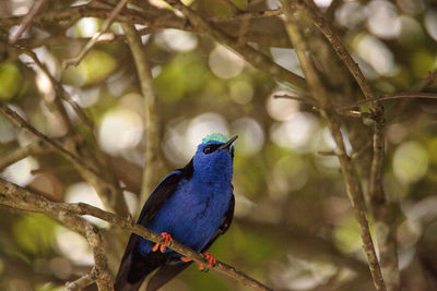 Close-up of bird perching on branch