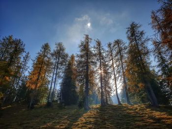 Low angle view of sunlight streaming through trees in forest