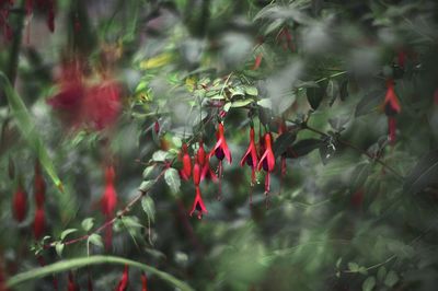 Close-up of red leaves on plant