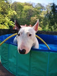 Close-up portrait of a mini bullterrier in a pool