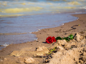 Close-up of red rose on beach