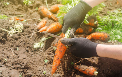 A farmer harvesting carrot on the field. growing organic vegetables. seacional job. farming.