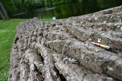 Close-up of tree stump