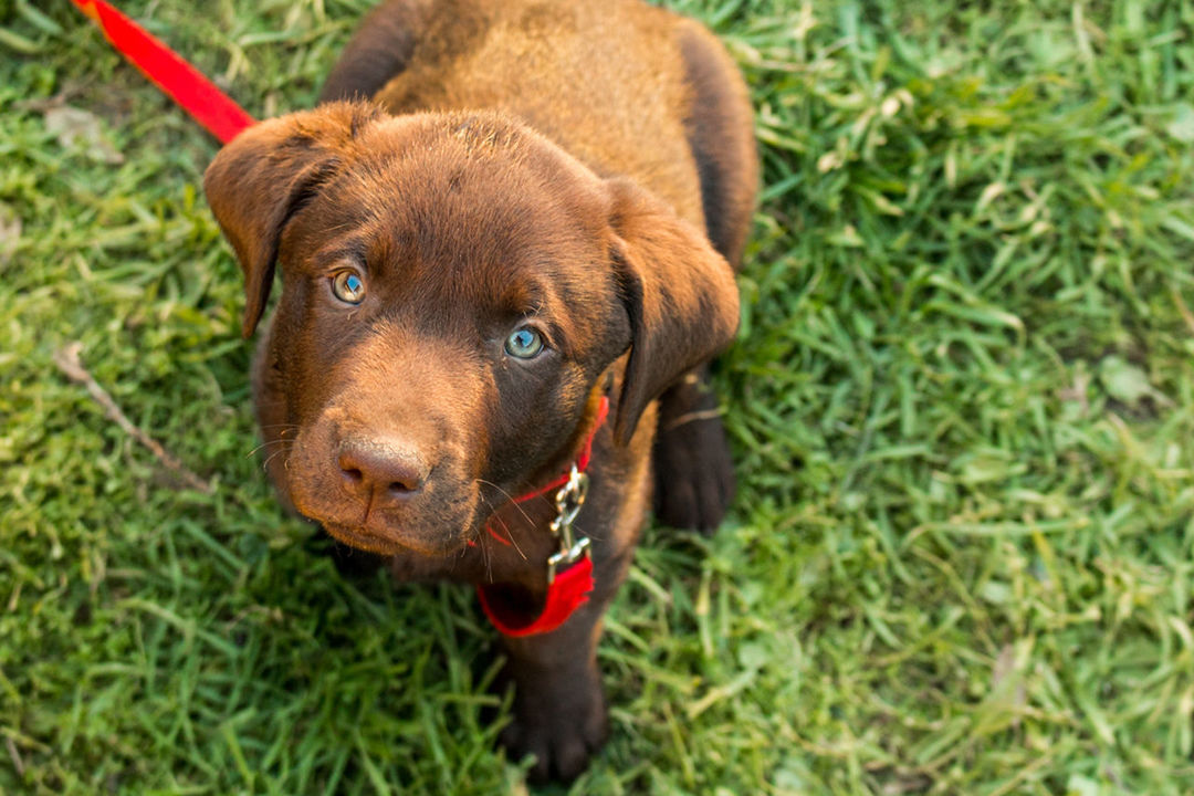 CLOSE-UP PORTRAIT OF DOG ON GRASS