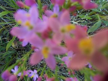Close-up of pink flowers
