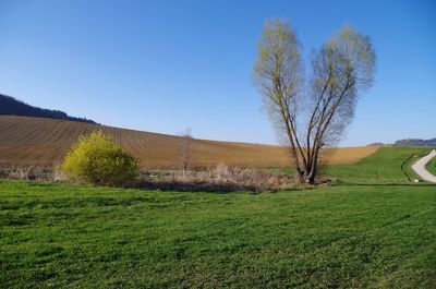 Scenic view of agricultural field against clear sky