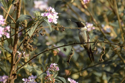 Close-up of flowers blooming on tree
