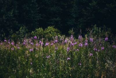 Purple flowering plants on field