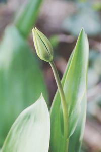 Close-up of fresh green plant