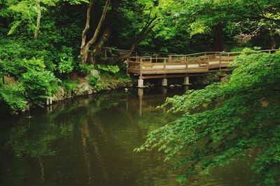 Footbridge over lake in forest