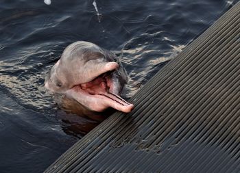 Pink river dolphin 