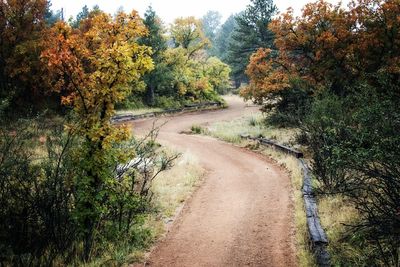 Dirt road passing through forest