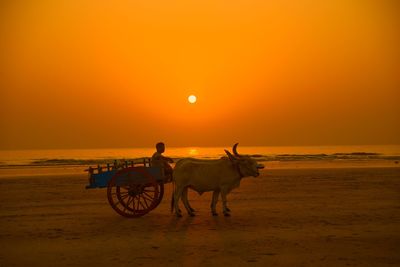 Man sitting while riding bullock cart at beach against sky during sunset