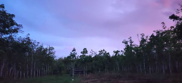 Trees growing on field against sky at dusk