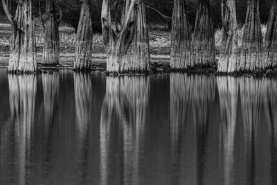 Scenic view of lake in forest