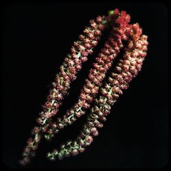 Close-up of flower over black background