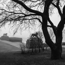 Bare trees on landscape