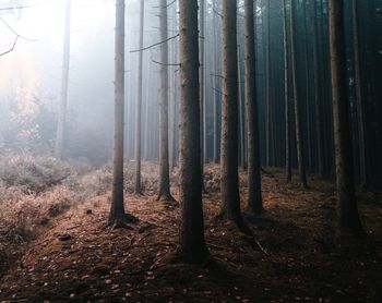 Trees growing on field in forest during foggy weather