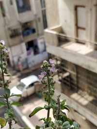 Close-up of potted plant