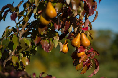 Close-up of fruits growing on tree