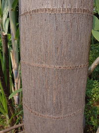 Close-up of bamboo on tree trunk in field