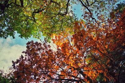 Low angle view of trees against sky