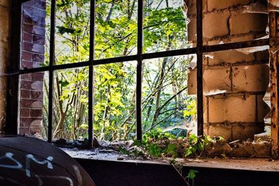 Trees seen through window