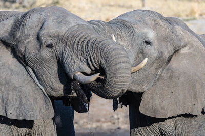 Full length of elephant