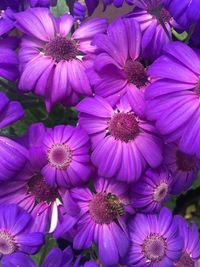 Close-up of pink flowering plants