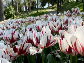 Close-up of white tulips in field