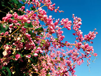 Low angle view of cherry blossoms in spring