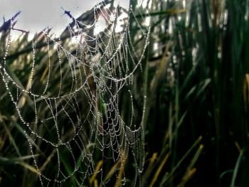 Close-up of spider web